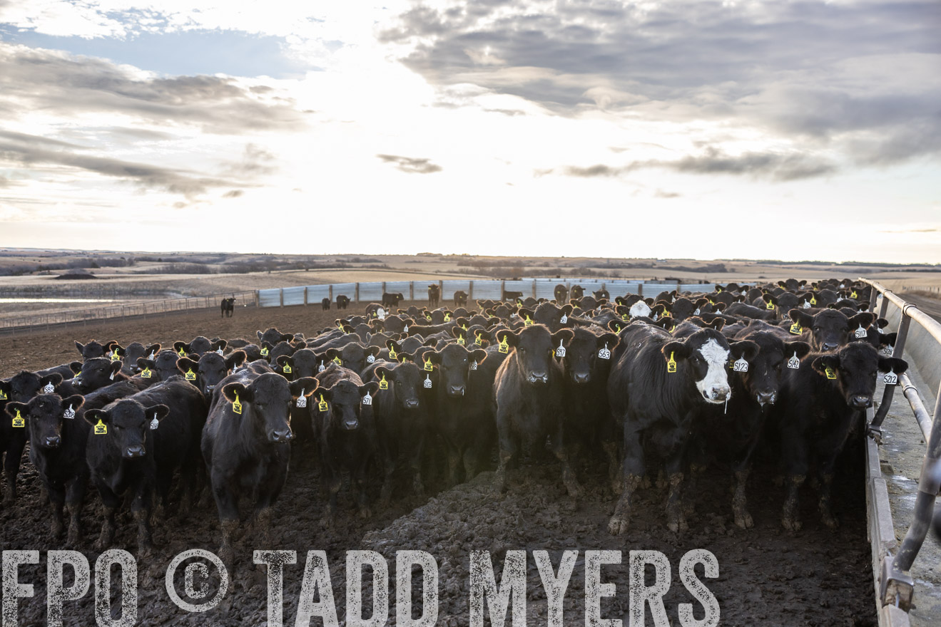 TMyers_PP_LazyJRanch_BurkeSD_Nov2024-513577