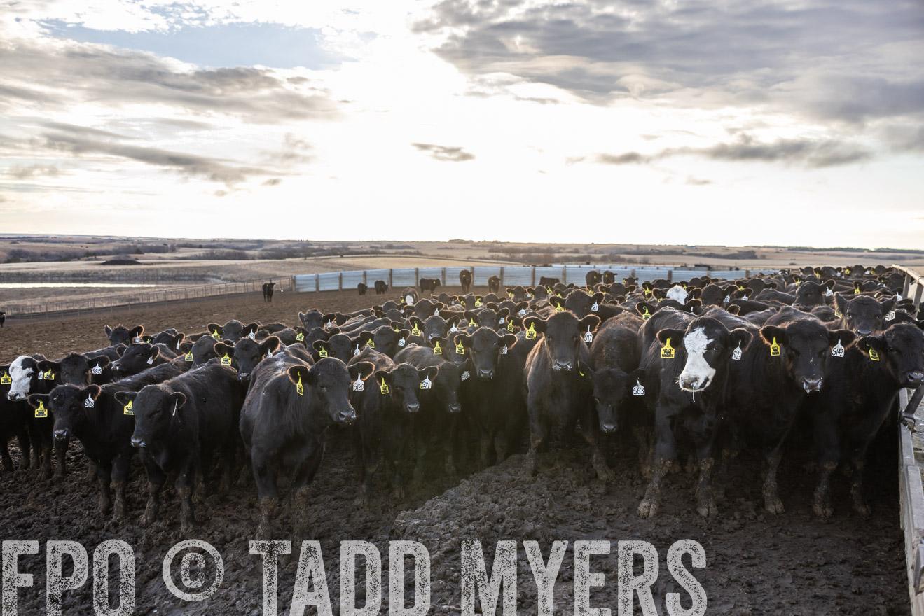 TMyers_PP_LazyJRanch_BurkeSD_Nov2024-513579
