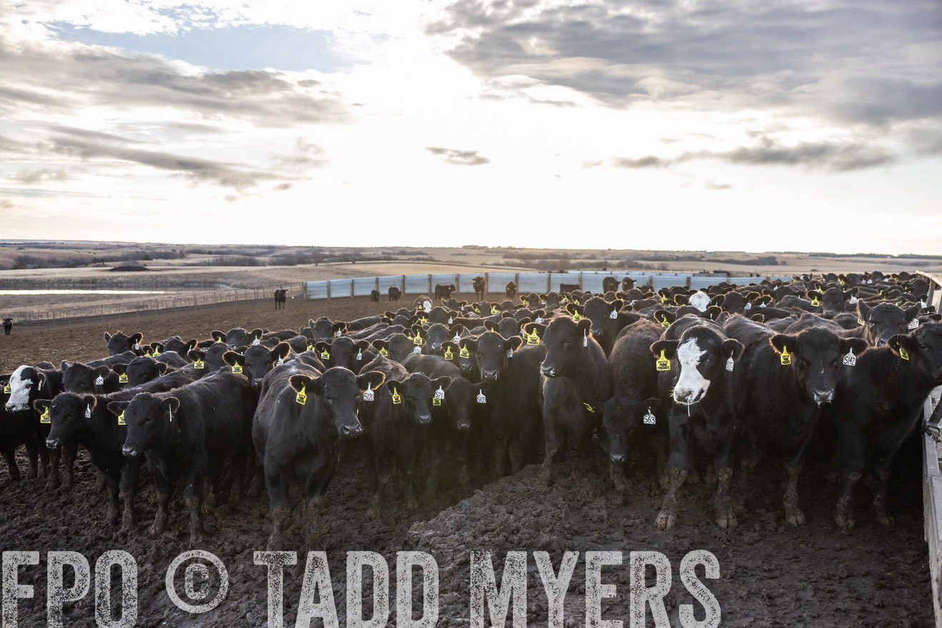 TMyers_PP_LazyJRanch_BurkeSD_Nov2024-513581