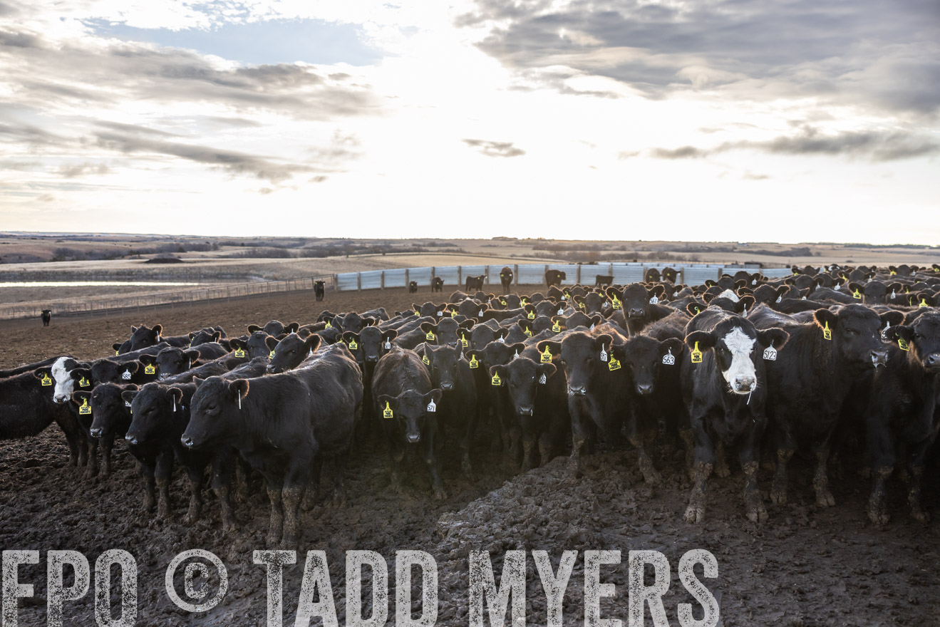 TMyers_PP_LazyJRanch_BurkeSD_Nov2024-513589