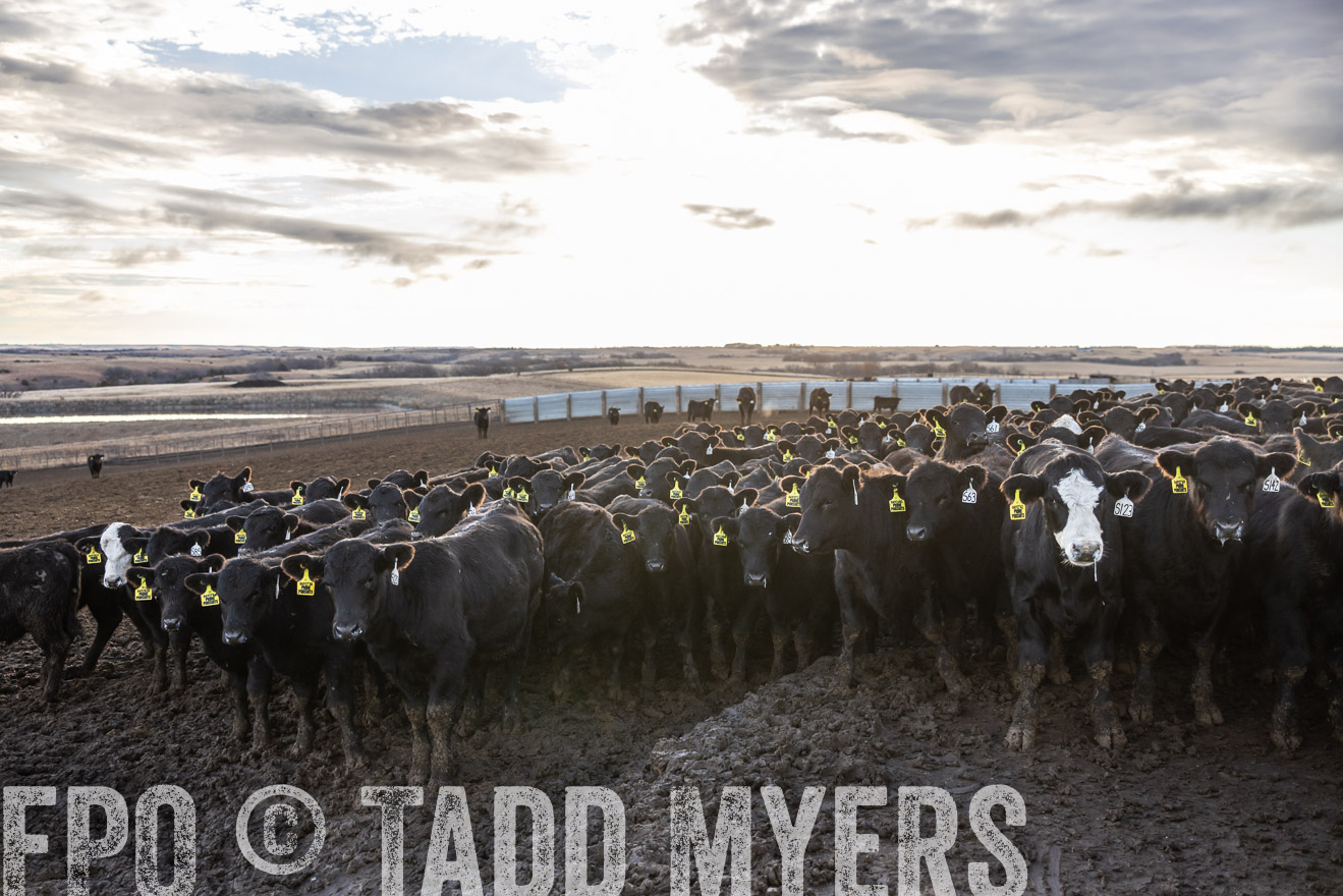 TMyers_PP_LazyJRanch_BurkeSD_Nov2024-513592