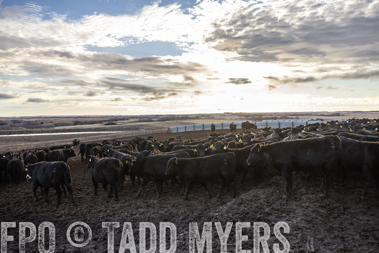 TMyers_PP_LazyJRanch_BurkeSD_Nov2024-513618