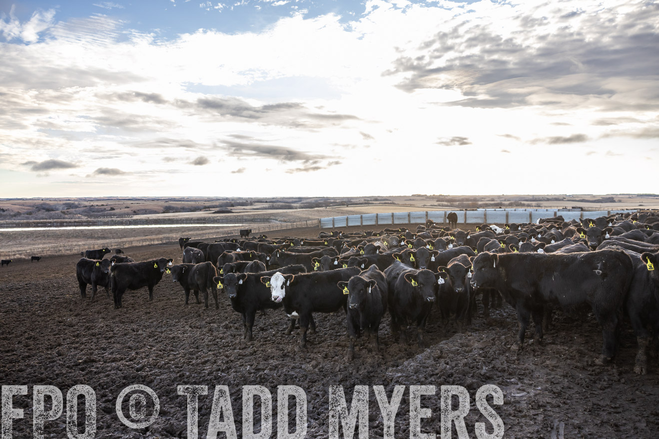 TMyers_PP_LazyJRanch_BurkeSD_Nov2024-513636