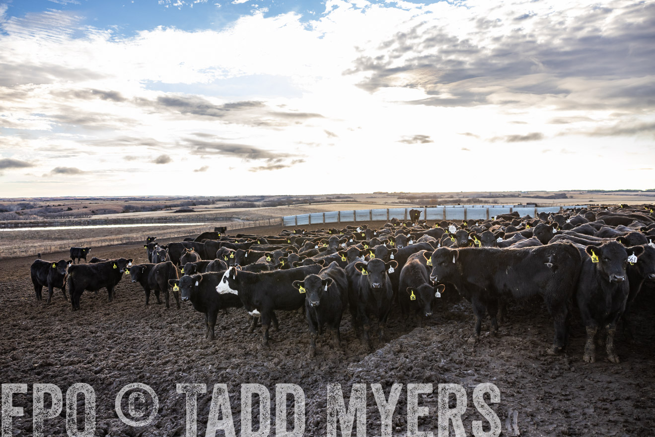 TMyers_PP_LazyJRanch_BurkeSD_Nov2024-513641