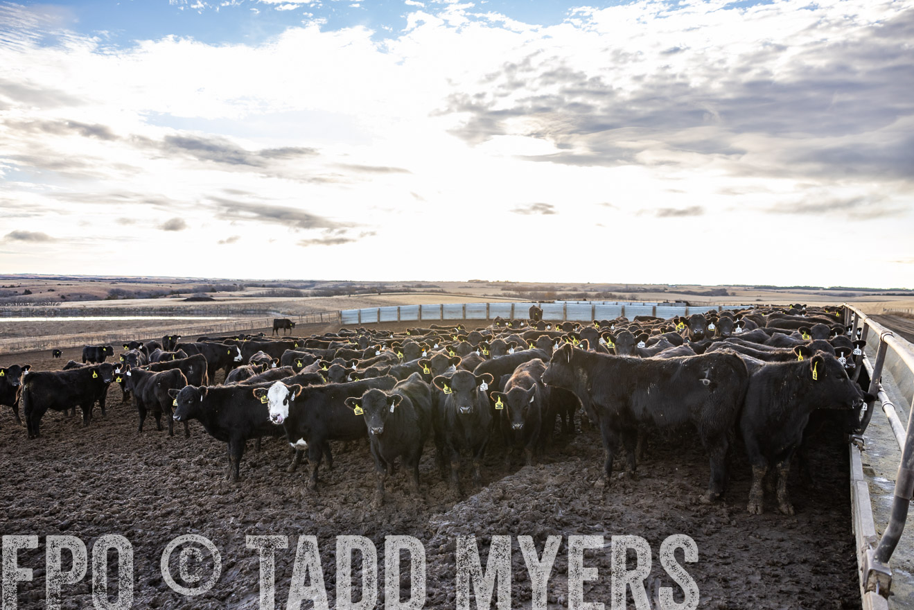 TMyers_PP_LazyJRanch_BurkeSD_Nov2024-513648