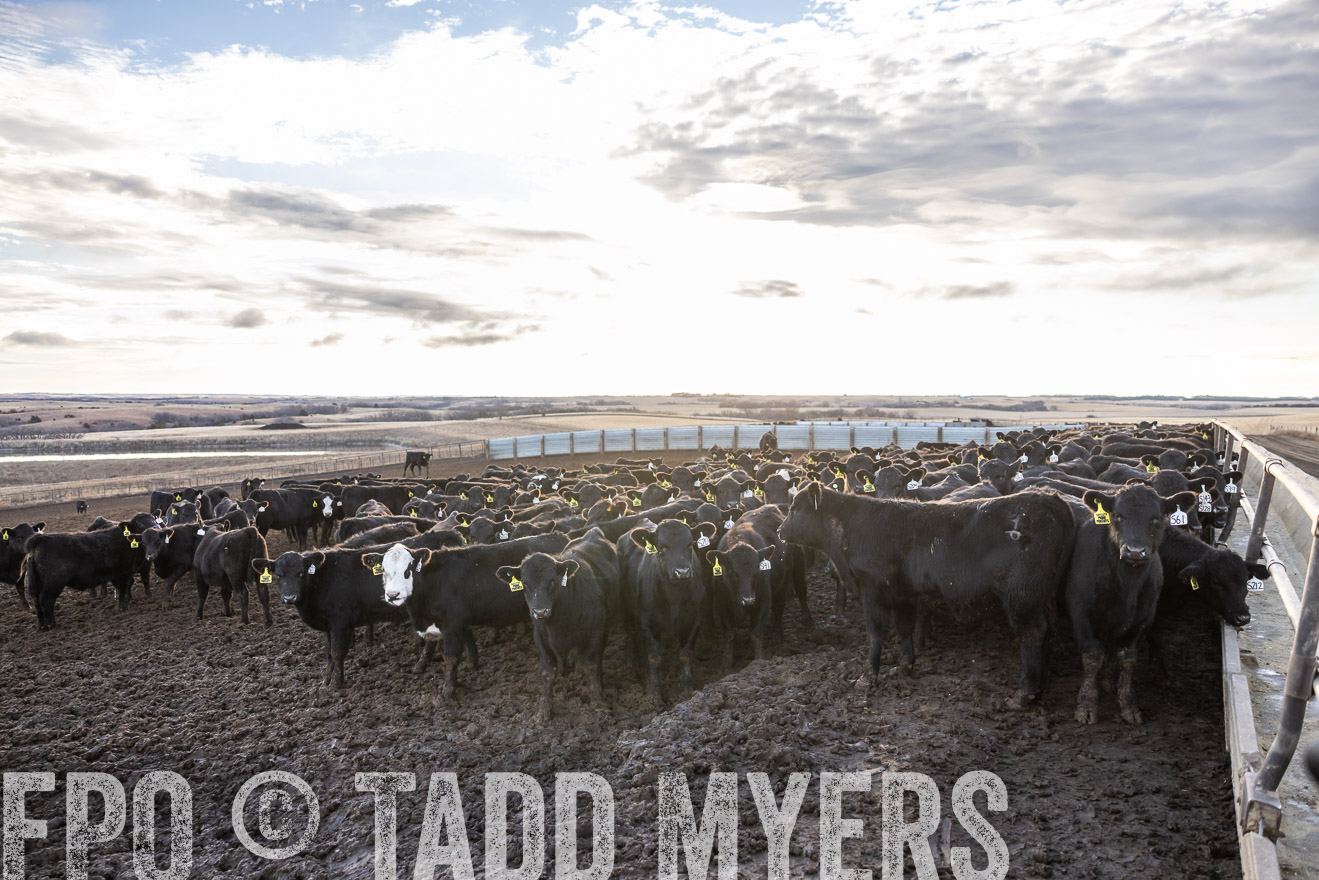 TMyers_PP_LazyJRanch_BurkeSD_Nov2024-513652
