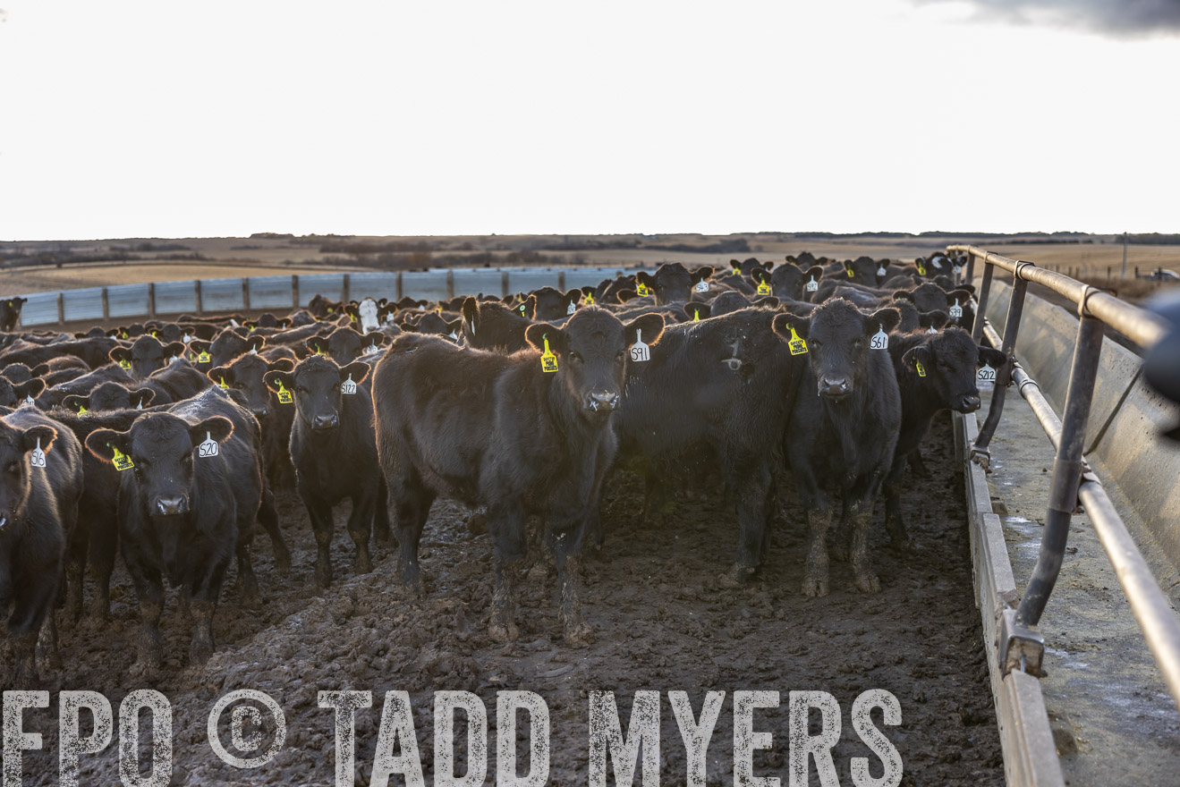 TMyers_PP_LazyJRanch_BurkeSD_Nov2024-513668