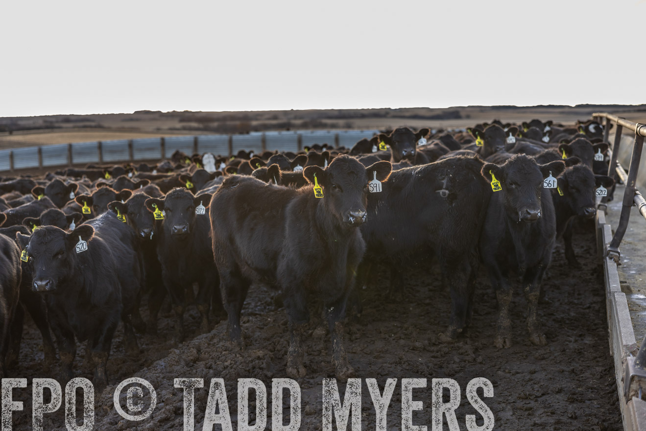 TMyers_PP_LazyJRanch_BurkeSD_Nov2024-513675
