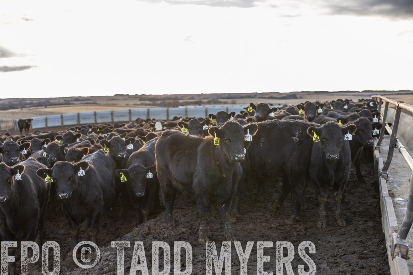 TMyers_PP_LazyJRanch_BurkeSD_Nov2024-513681
