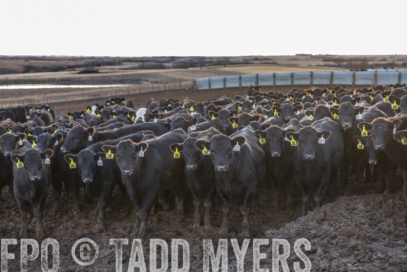 TMyers_PP_LazyJRanch_BurkeSD_Nov2024-513715