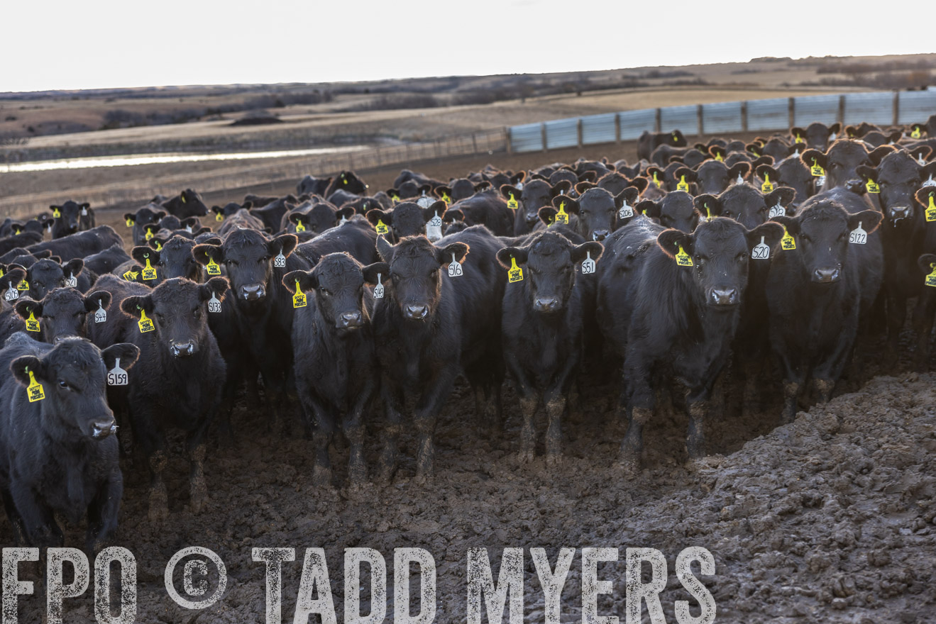 TMyers_PP_LazyJRanch_BurkeSD_Nov2024-513734