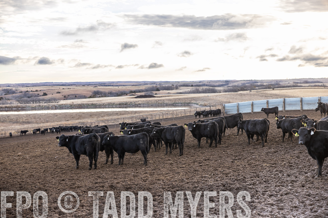 TMyers_PP_LazyJRanch_BurkeSD_Nov2024-513799