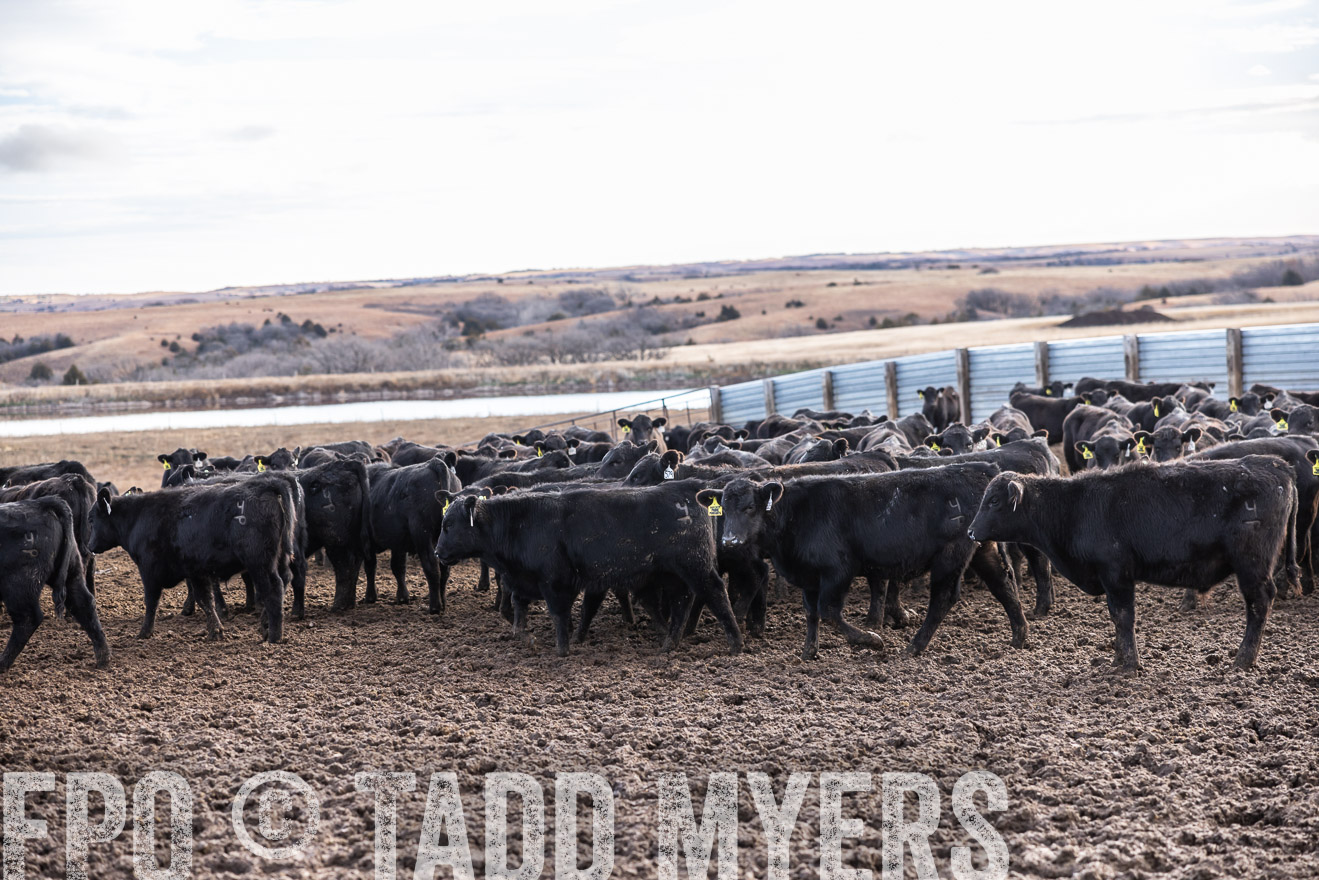TMyers_PP_LazyJRanch_BurkeSD_Nov2024-514141