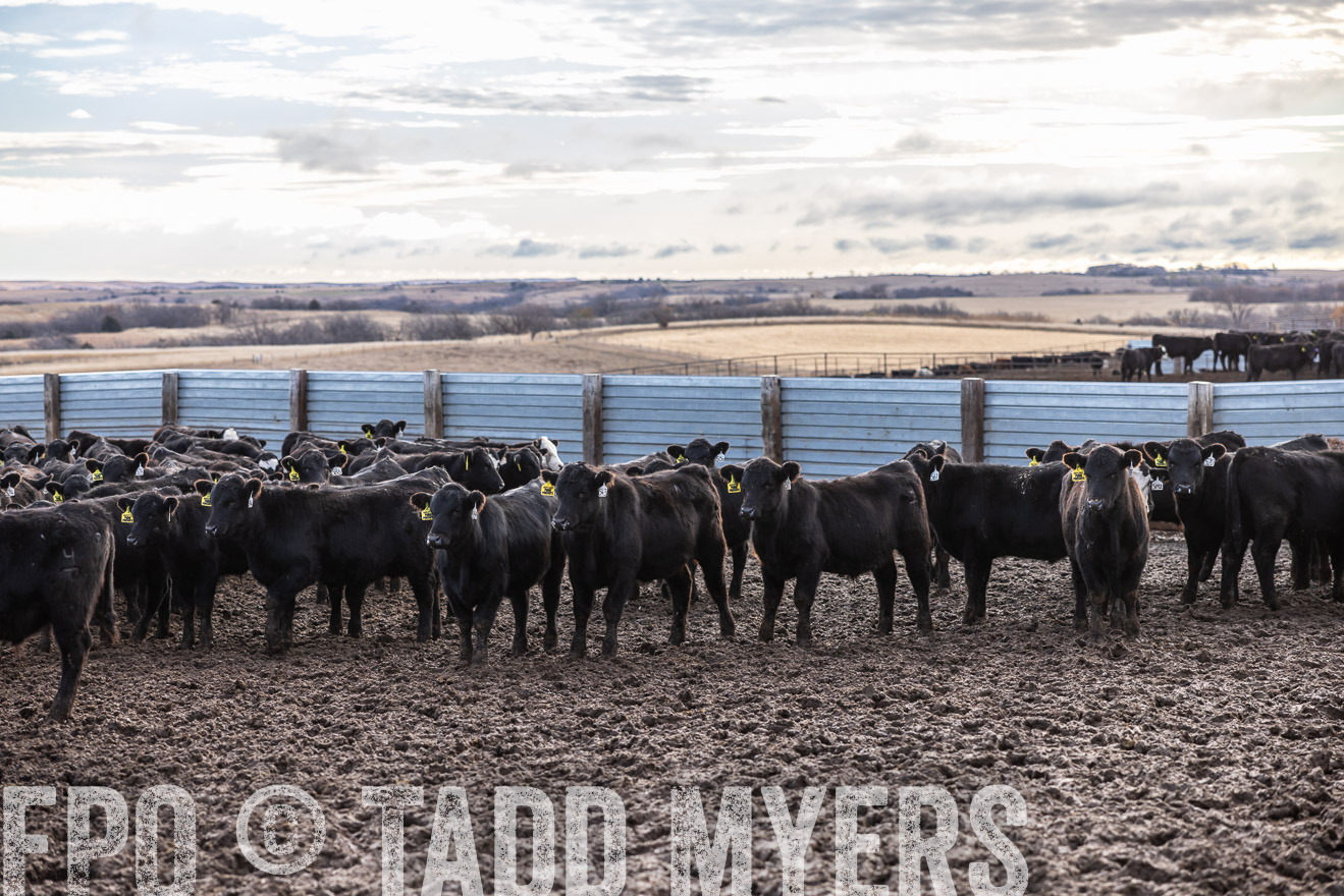 TMyers_PP_LazyJRanch_BurkeSD_Nov2024-514143
