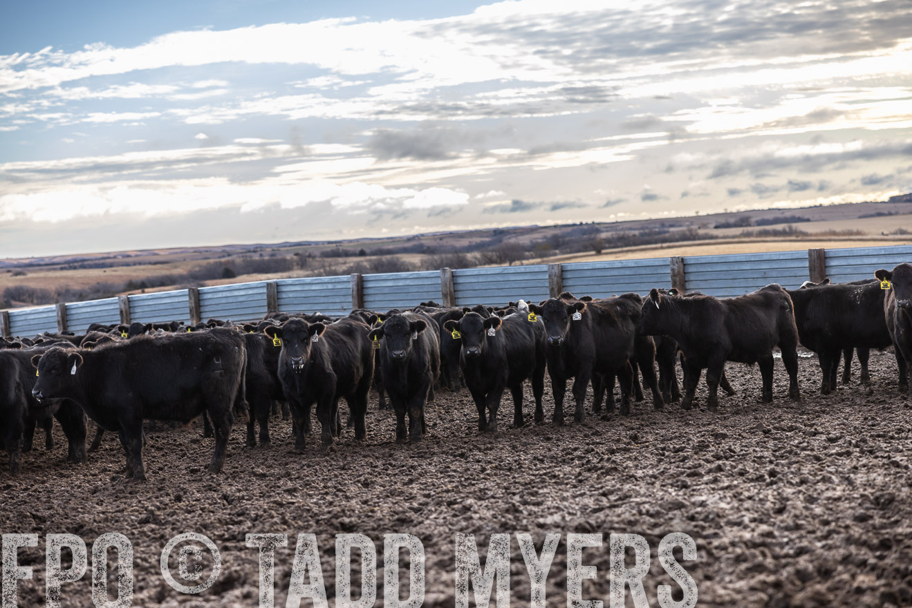 TMyers_PP_LazyJRanch_BurkeSD_Nov2024-514160