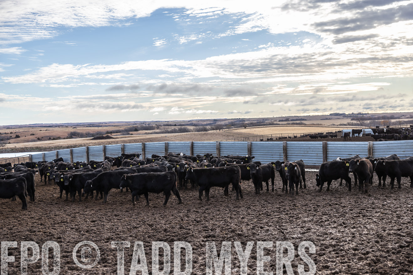 TMyers_PP_LazyJRanch_BurkeSD_Nov2024-514168