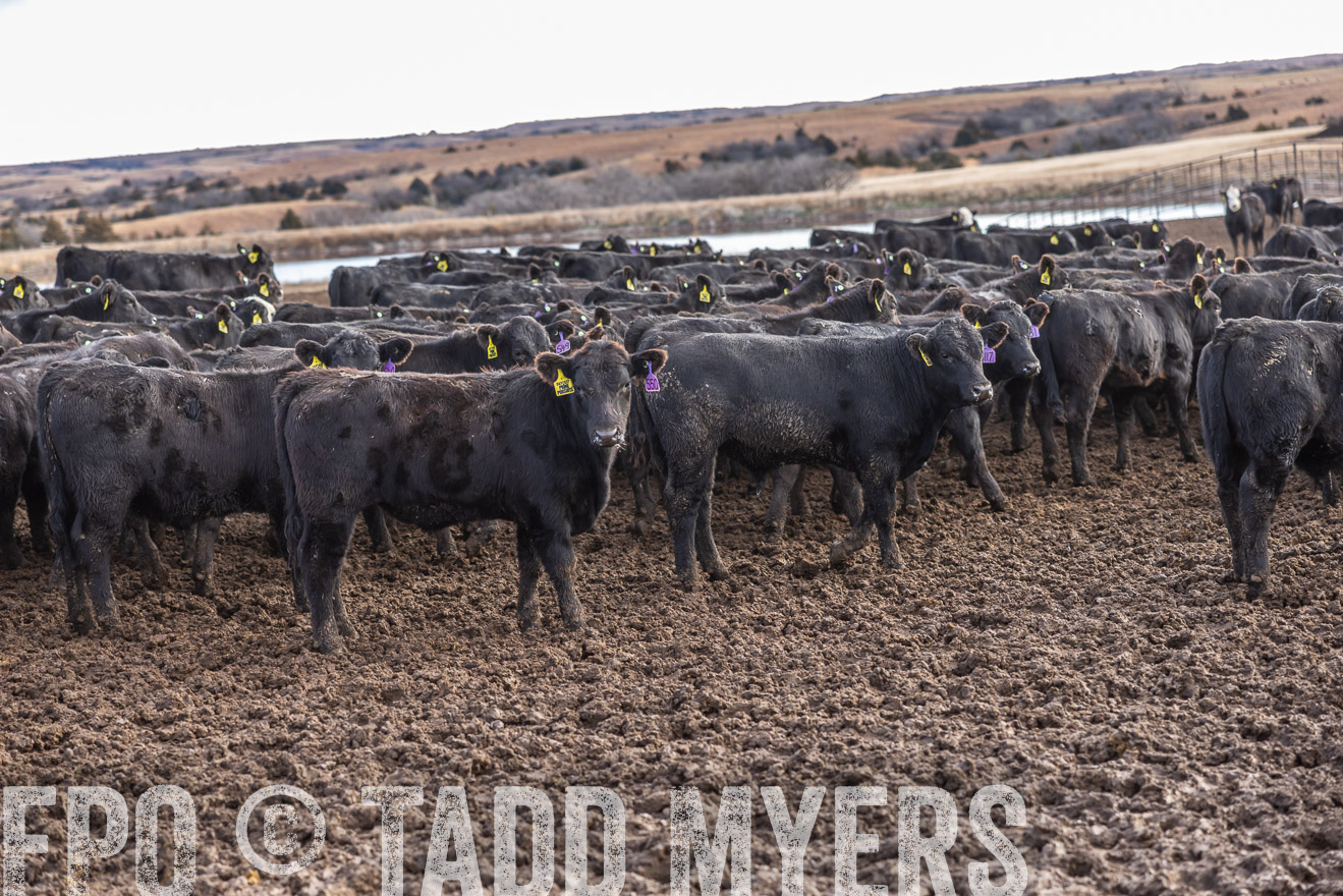 TMyers_PP_LazyJRanch_BurkeSD_Nov2024-514201