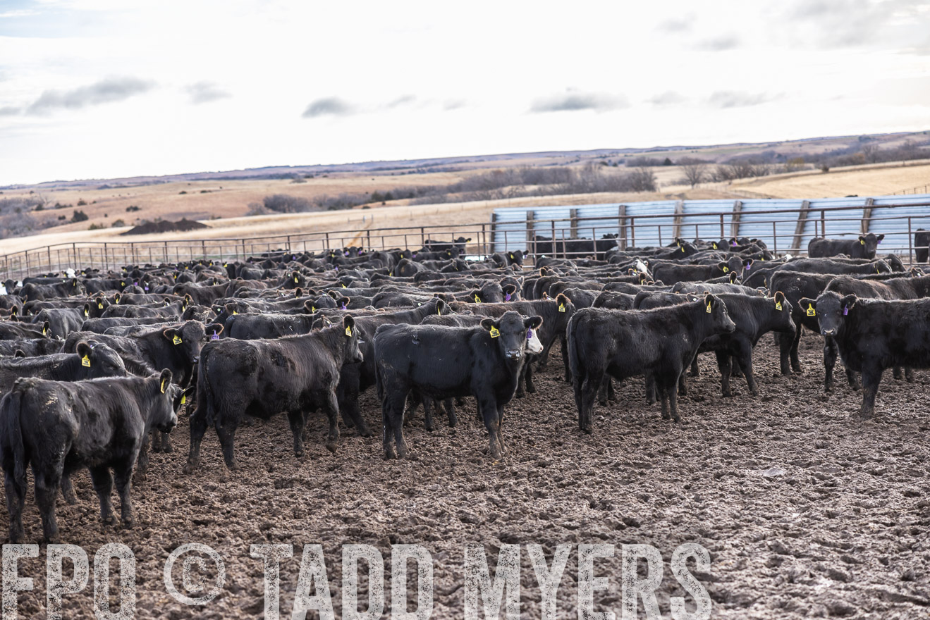 TMyers_PP_LazyJRanch_BurkeSD_Nov2024-514231