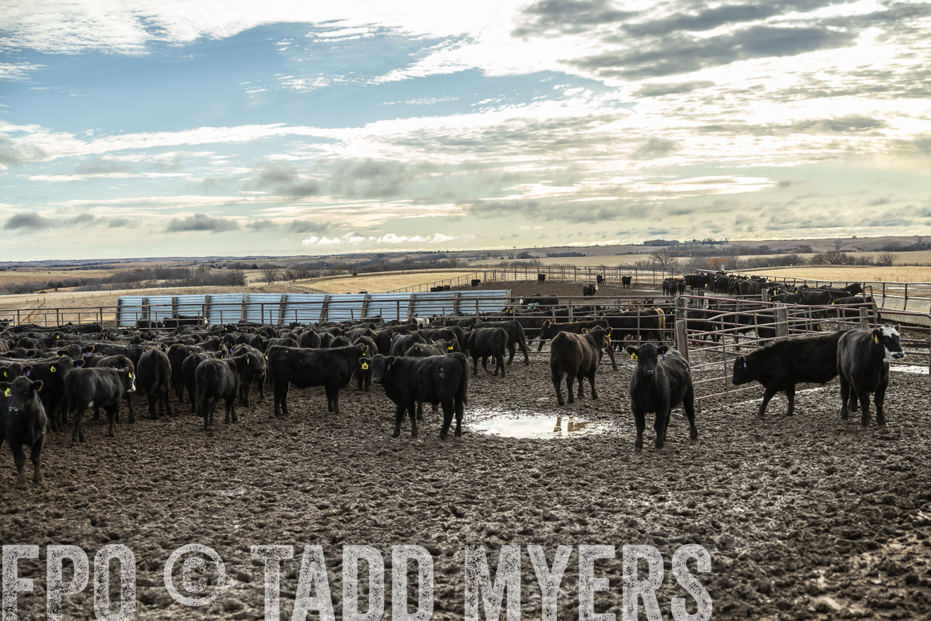 TMyers_PP_LazyJRanch_BurkeSD_Nov2024-514241