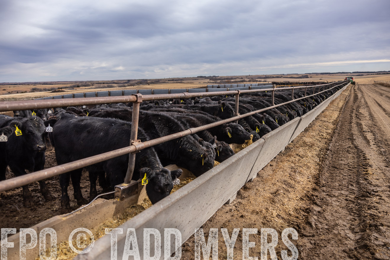 TMyers_PP_LazyJRanch_BurkeSD_Nov2024-515463