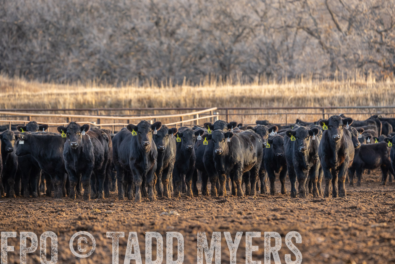 TMyers_PP_LazyJRanch_BurkeSD_Nov2024-523916