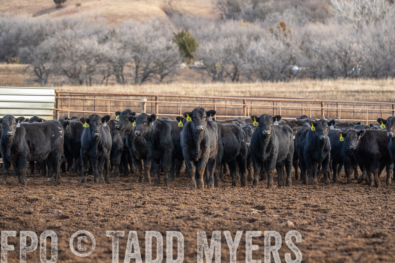 TMyers_PP_LazyJRanch_BurkeSD_Nov2024-523939