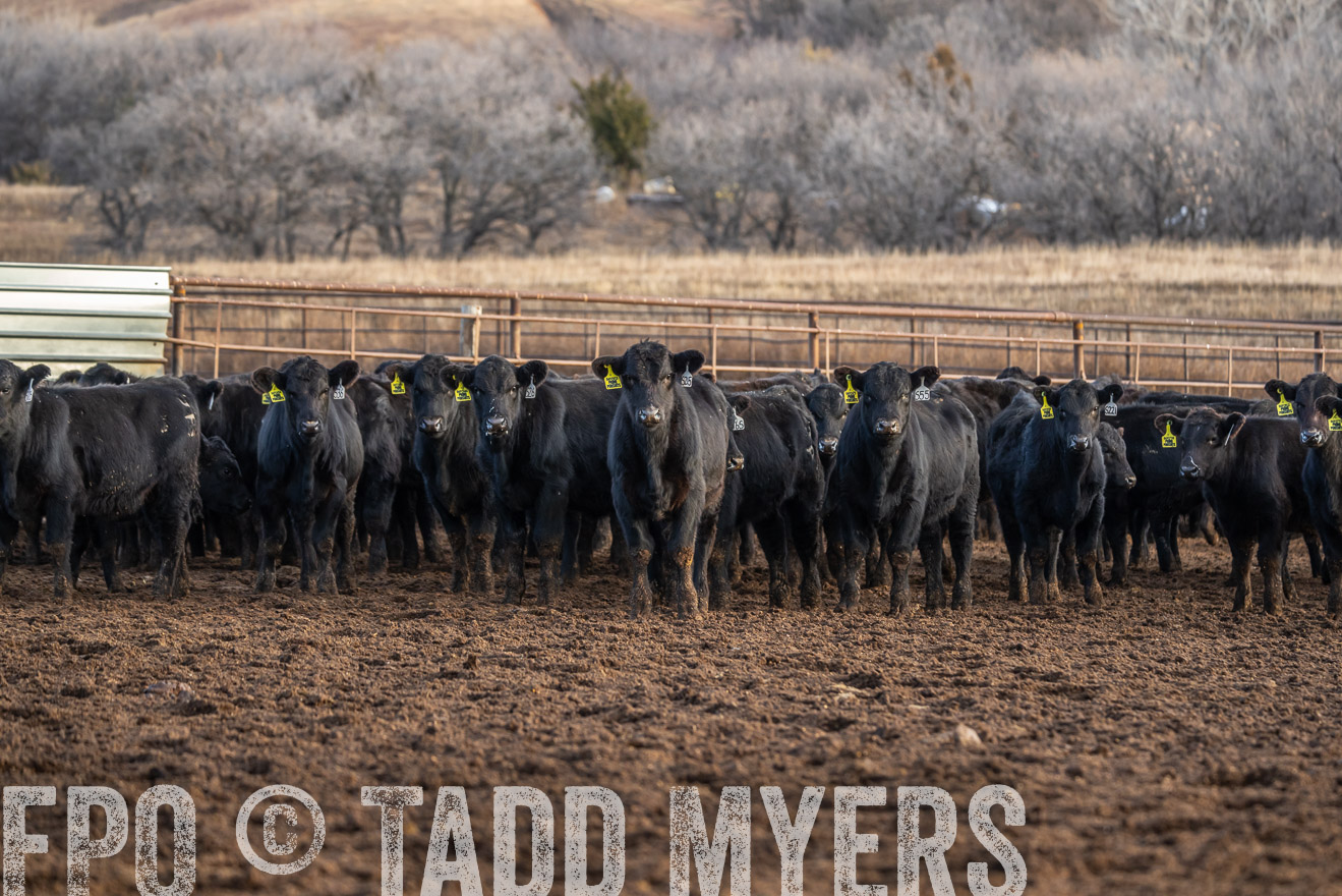 TMyers_PP_LazyJRanch_BurkeSD_Nov2024-523940