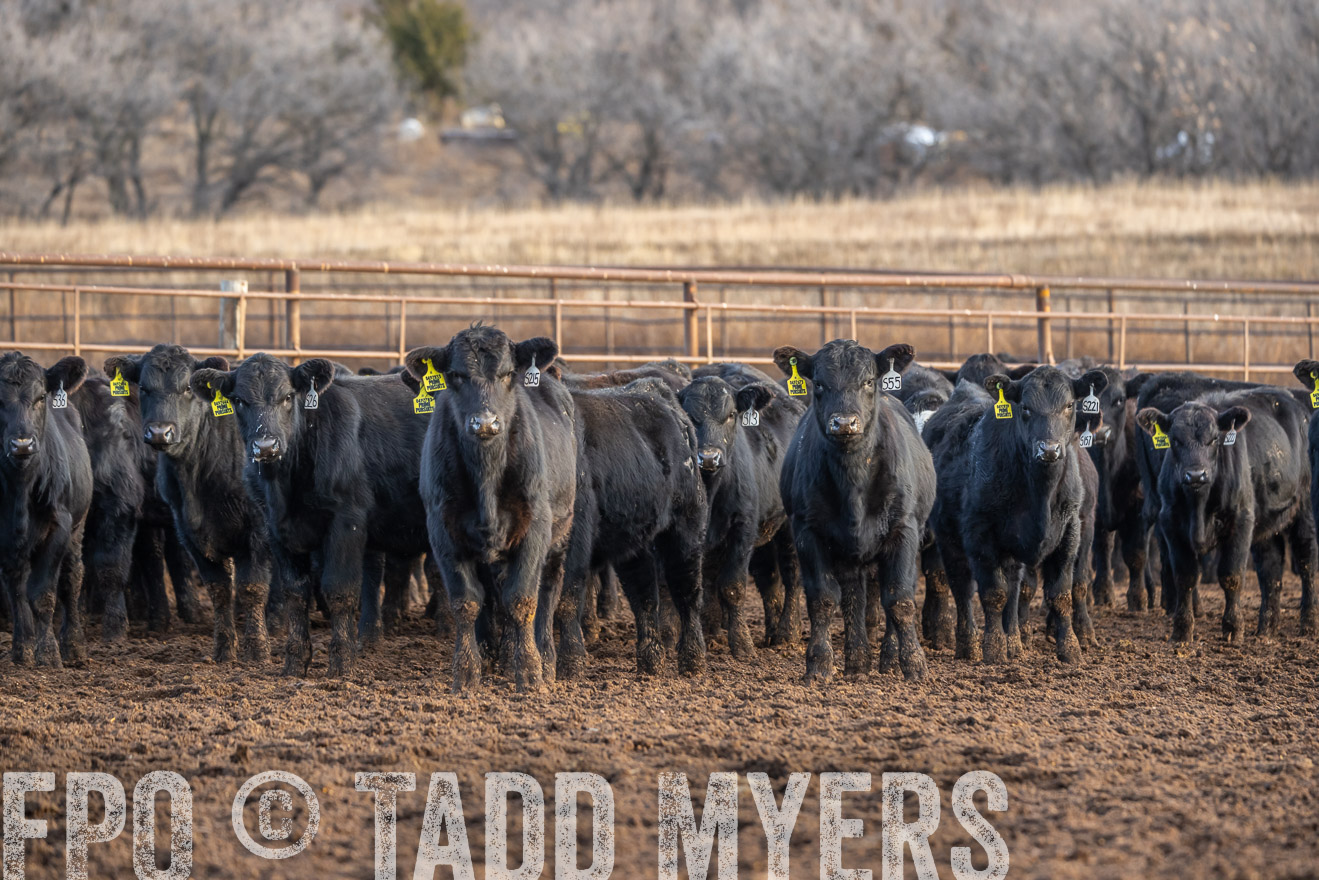 TMyers_PP_LazyJRanch_BurkeSD_Nov2024-523946