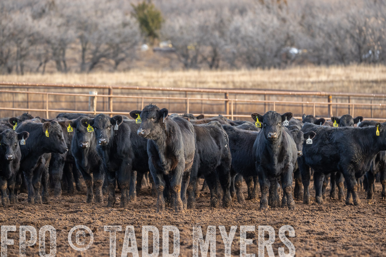 TMyers_PP_LazyJRanch_BurkeSD_Nov2024-523948