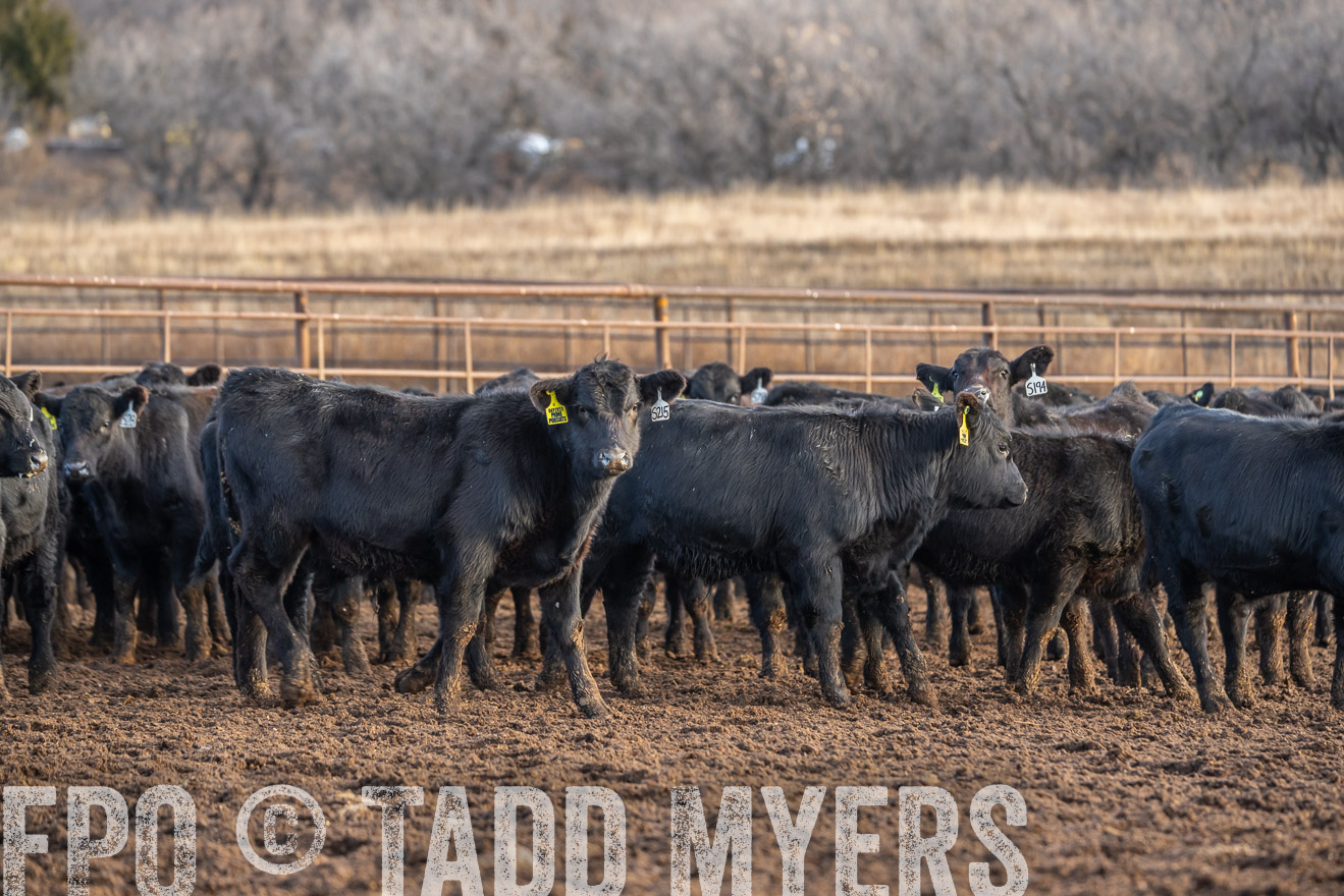 TMyers_PP_LazyJRanch_BurkeSD_Nov2024-523954