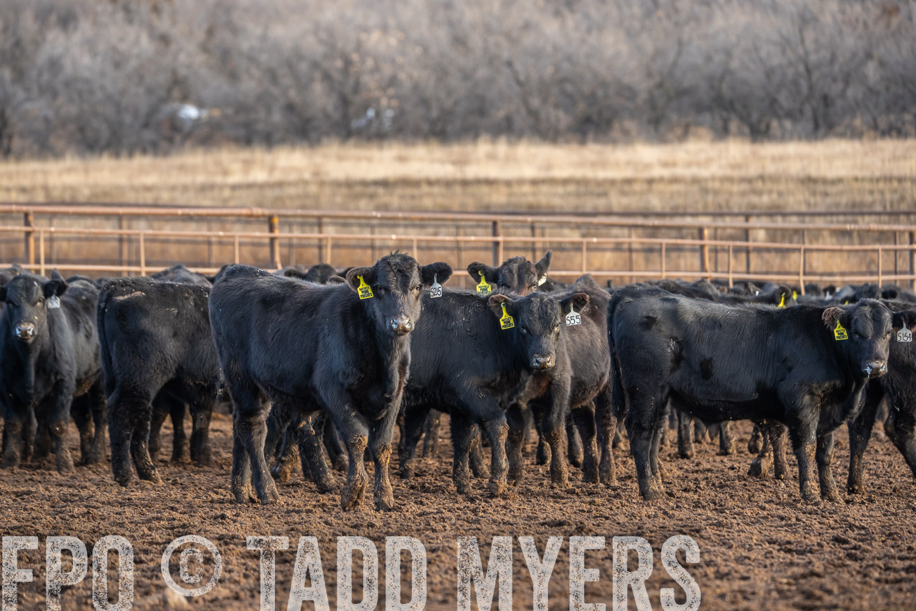 TMyers_PP_LazyJRanch_BurkeSD_Nov2024-523959