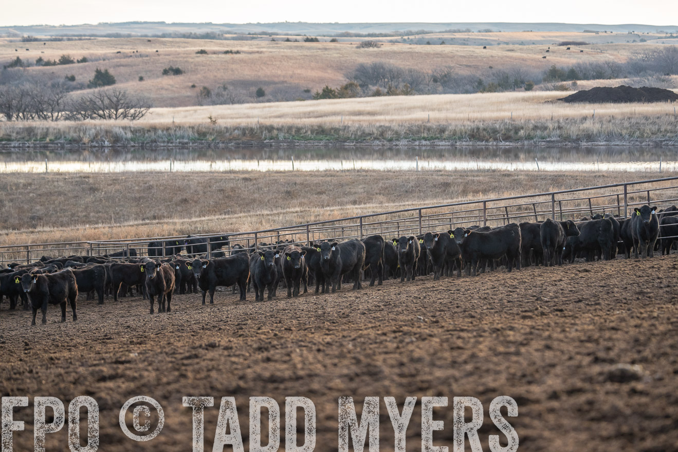 TMyers_PP_LazyJRanch_BurkeSD_Nov2024-523963
