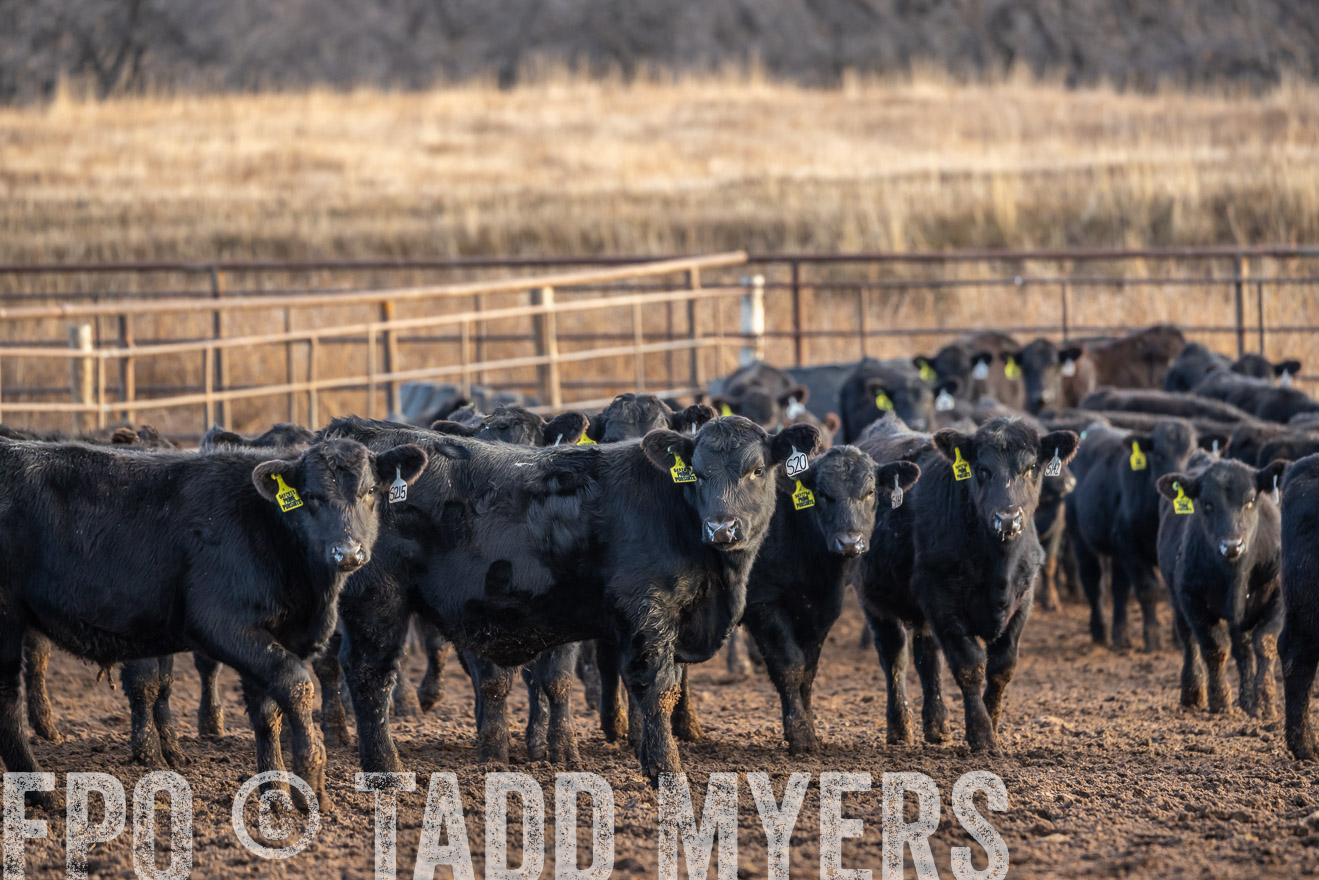 TMyers_PP_LazyJRanch_BurkeSD_Nov2024-523969