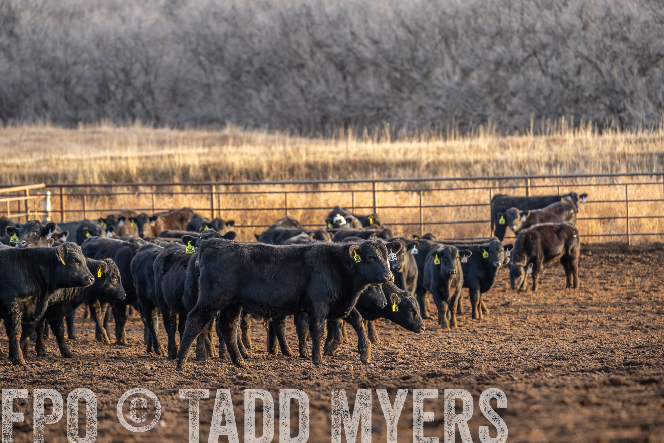 TMyers_PP_LazyJRanch_BurkeSD_Nov2024-523974