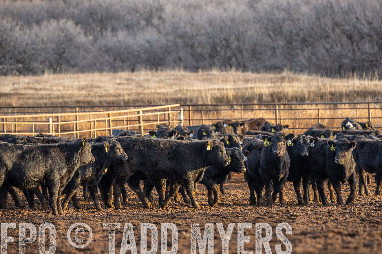 TMyers_PP_LazyJRanch_BurkeSD_Nov2024-523978