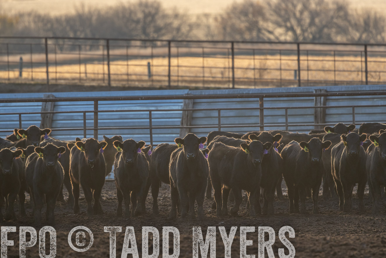 TMyers_PP_LazyJRanch_BurkeSD_Nov2024-523990