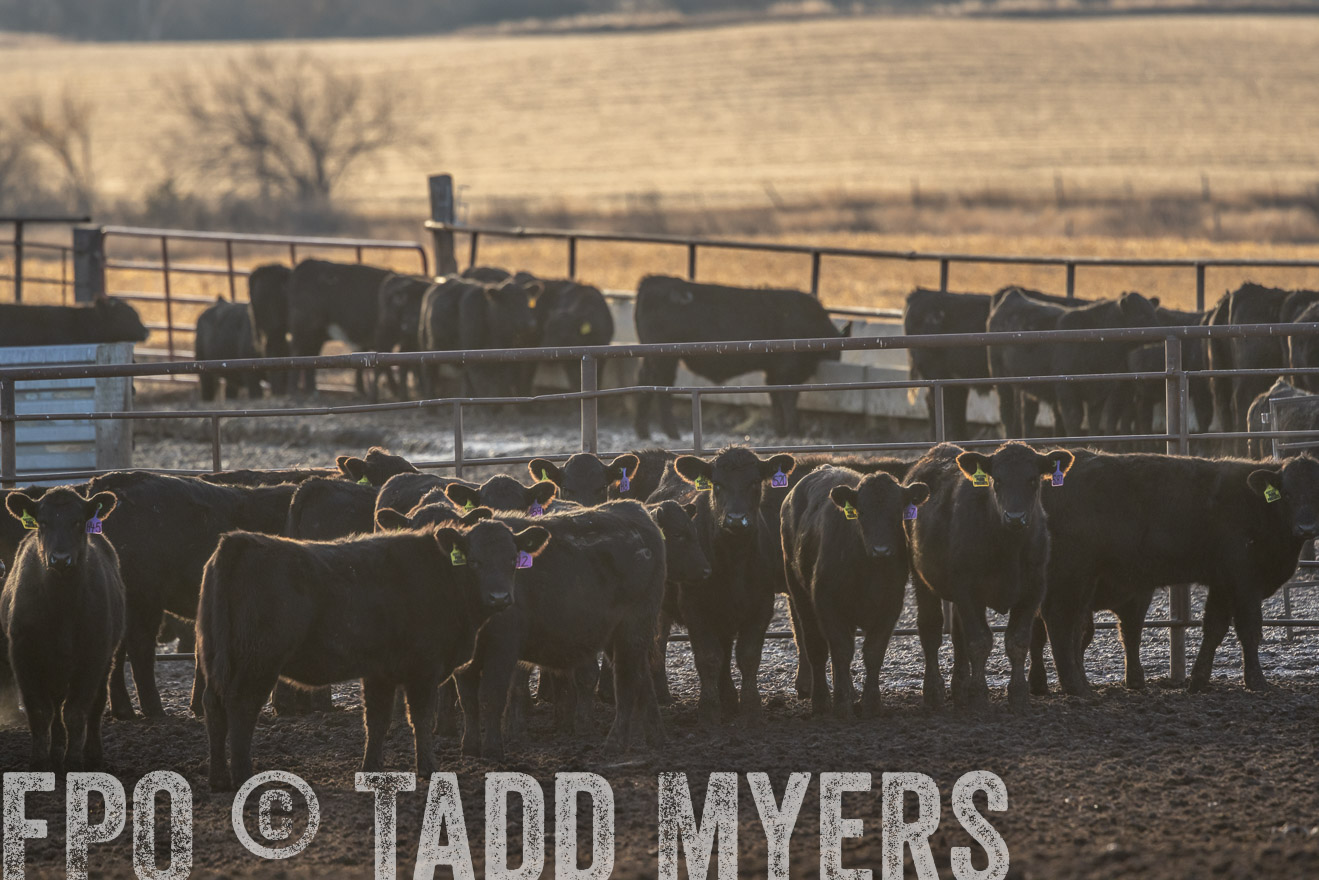 TMyers_PP_LazyJRanch_BurkeSD_Nov2024-524002