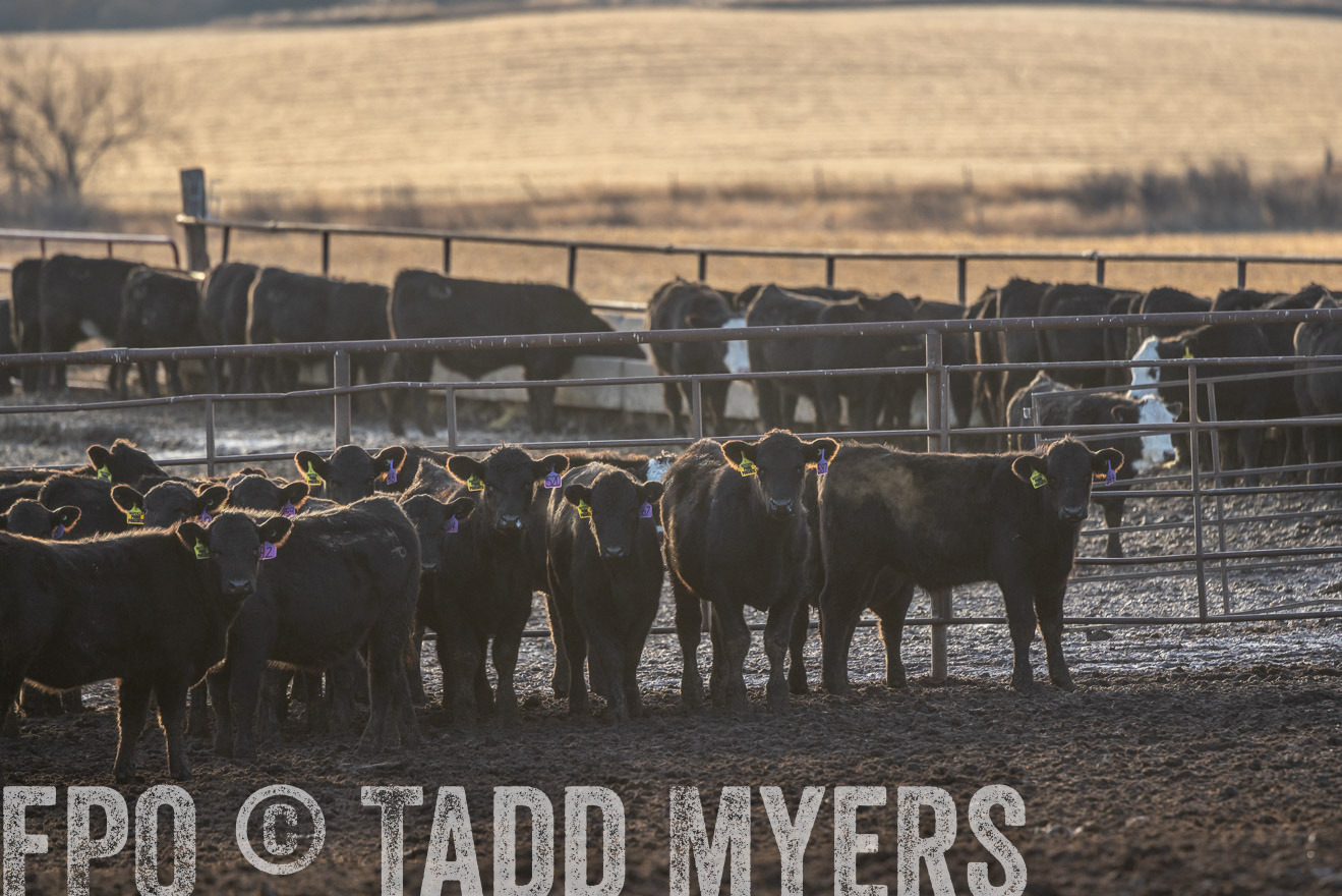 TMyers_PP_LazyJRanch_BurkeSD_Nov2024-524010