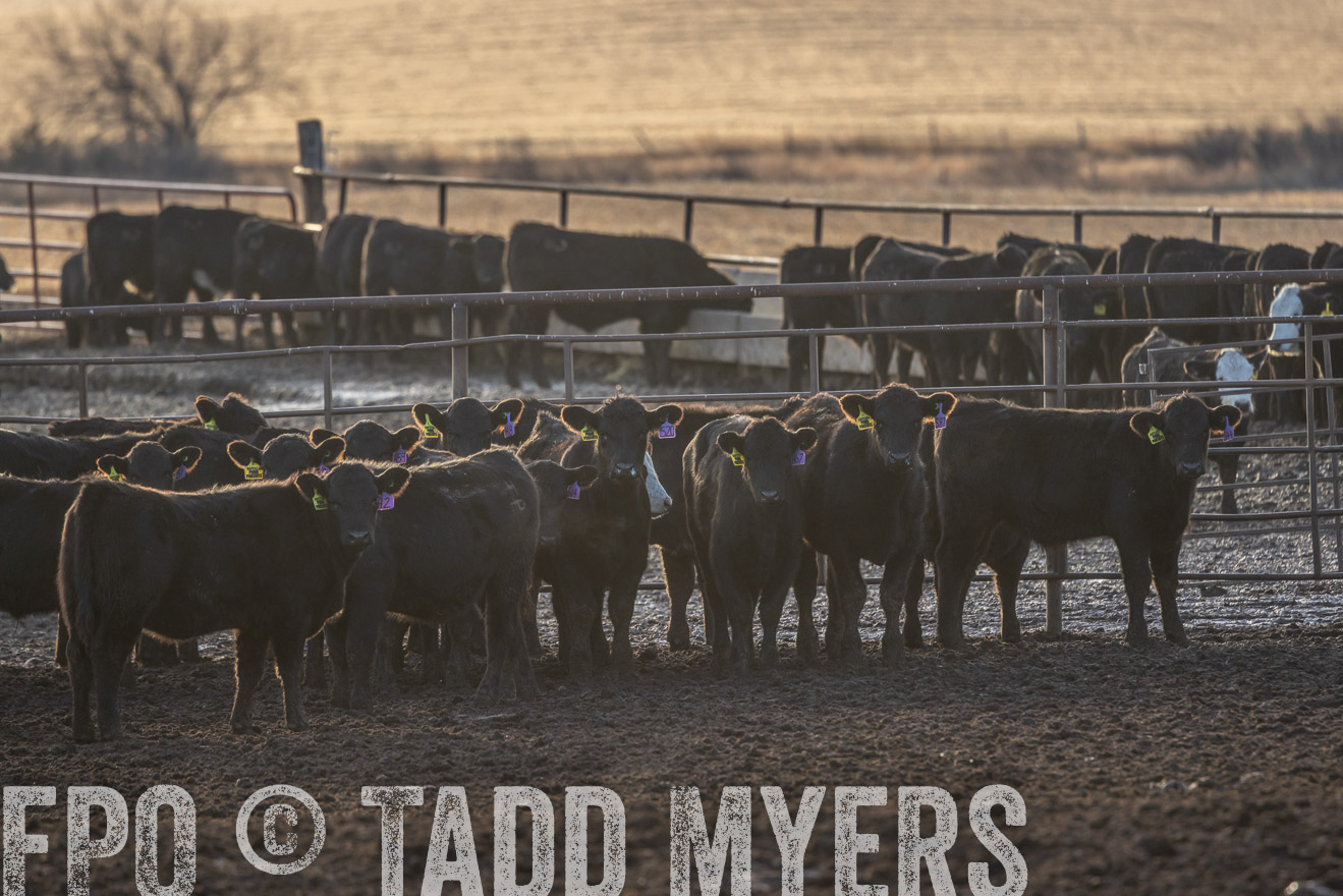 TMyers_PP_LazyJRanch_BurkeSD_Nov2024-524013