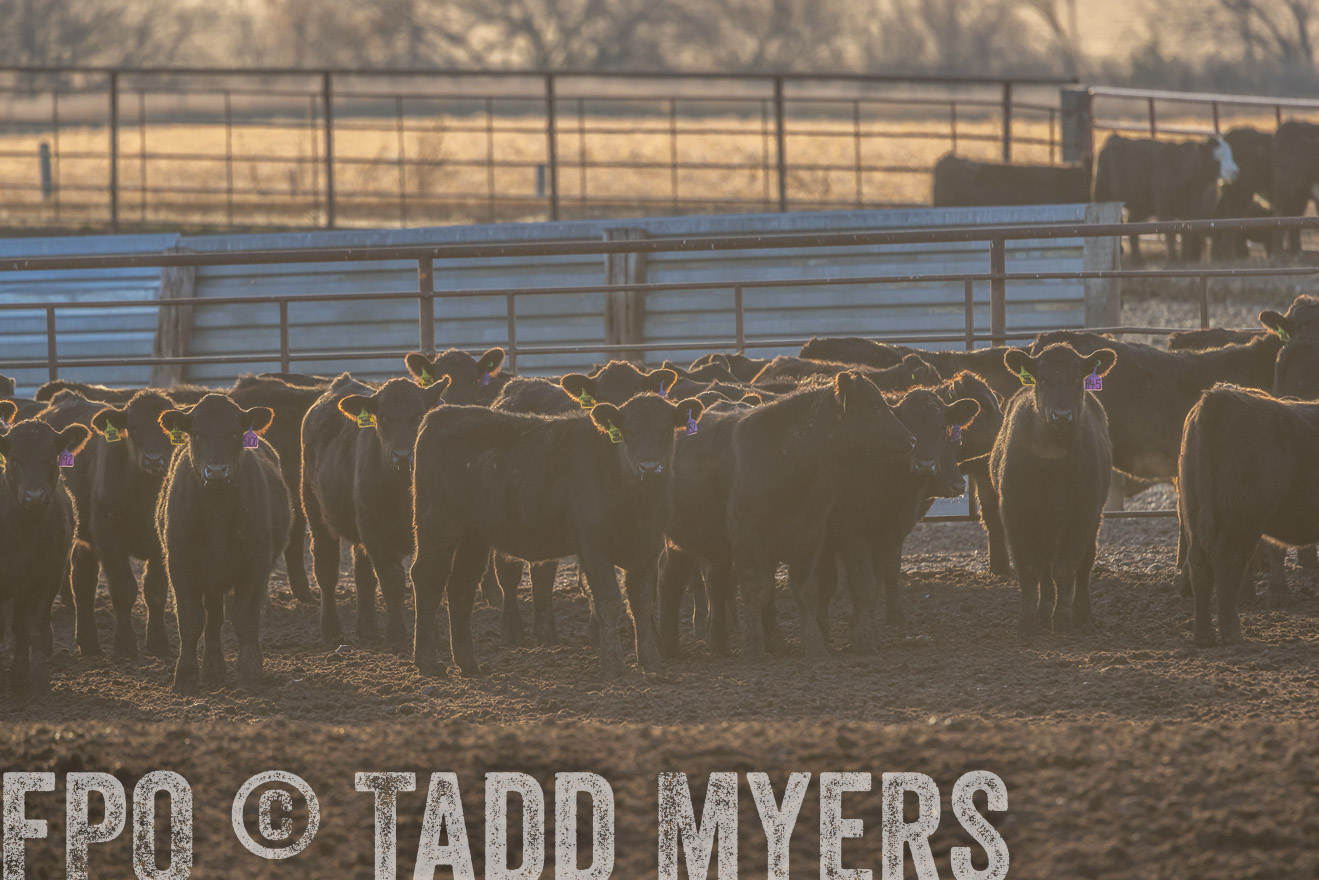 TMyers_PP_LazyJRanch_BurkeSD_Nov2024-524024