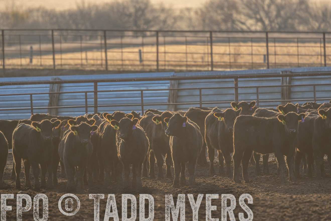 TMyers_PP_LazyJRanch_BurkeSD_Nov2024-524027