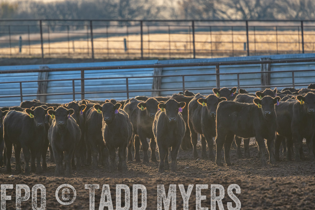 TMyers_PP_LazyJRanch_BurkeSD_Nov2024-524031