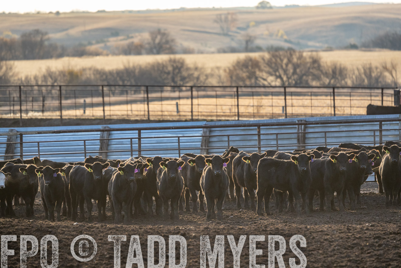 TMyers_PP_LazyJRanch_BurkeSD_Nov2024-524037