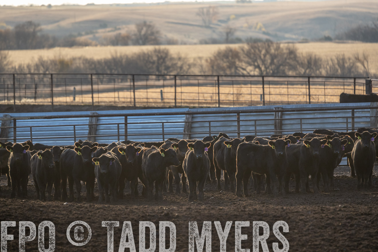 TMyers_PP_LazyJRanch_BurkeSD_Nov2024-524041