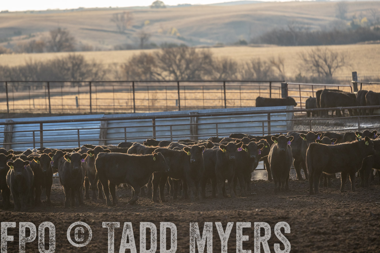 TMyers_PP_LazyJRanch_BurkeSD_Nov2024-524046
