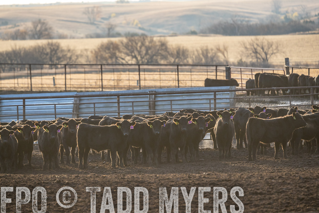 TMyers_PP_LazyJRanch_BurkeSD_Nov2024-524048