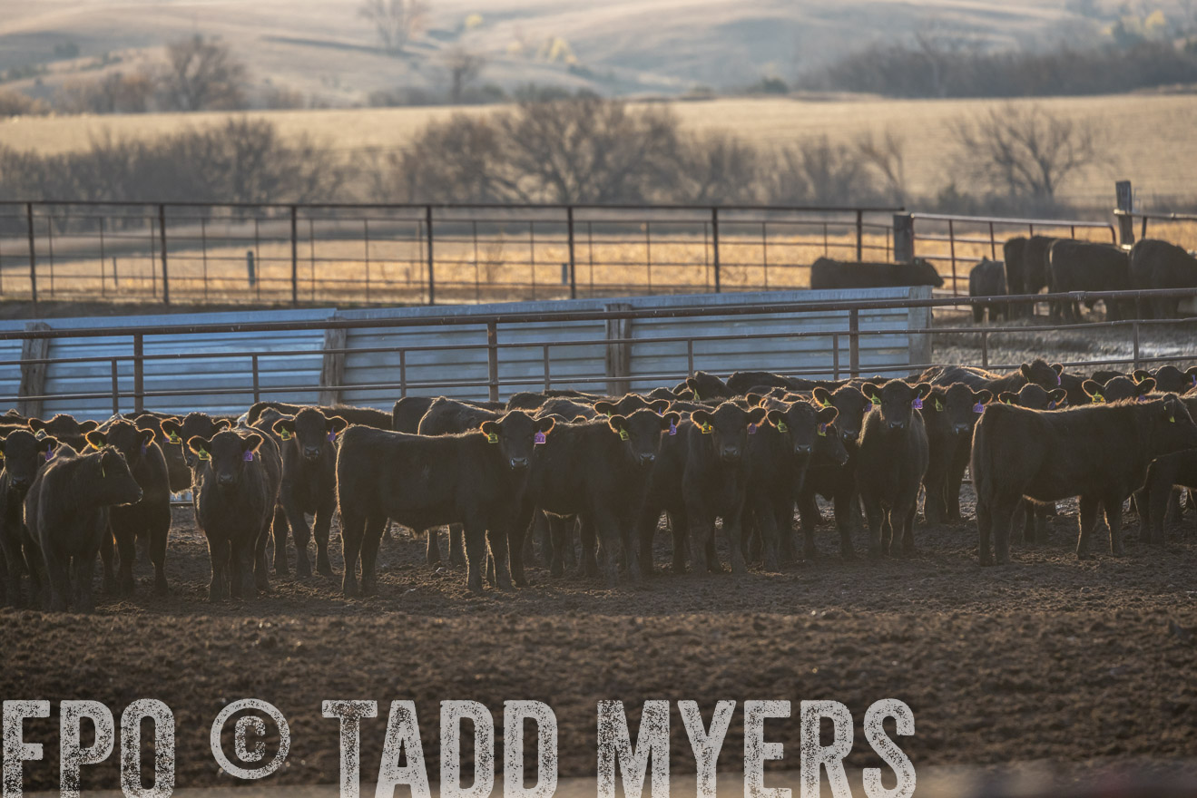 TMyers_PP_LazyJRanch_BurkeSD_Nov2024-524051