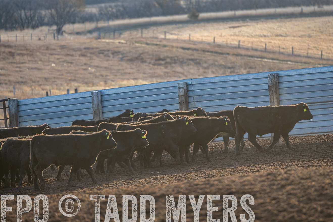 TMyers_PP_LazyJRanch_BurkeSD_Nov2024-524060