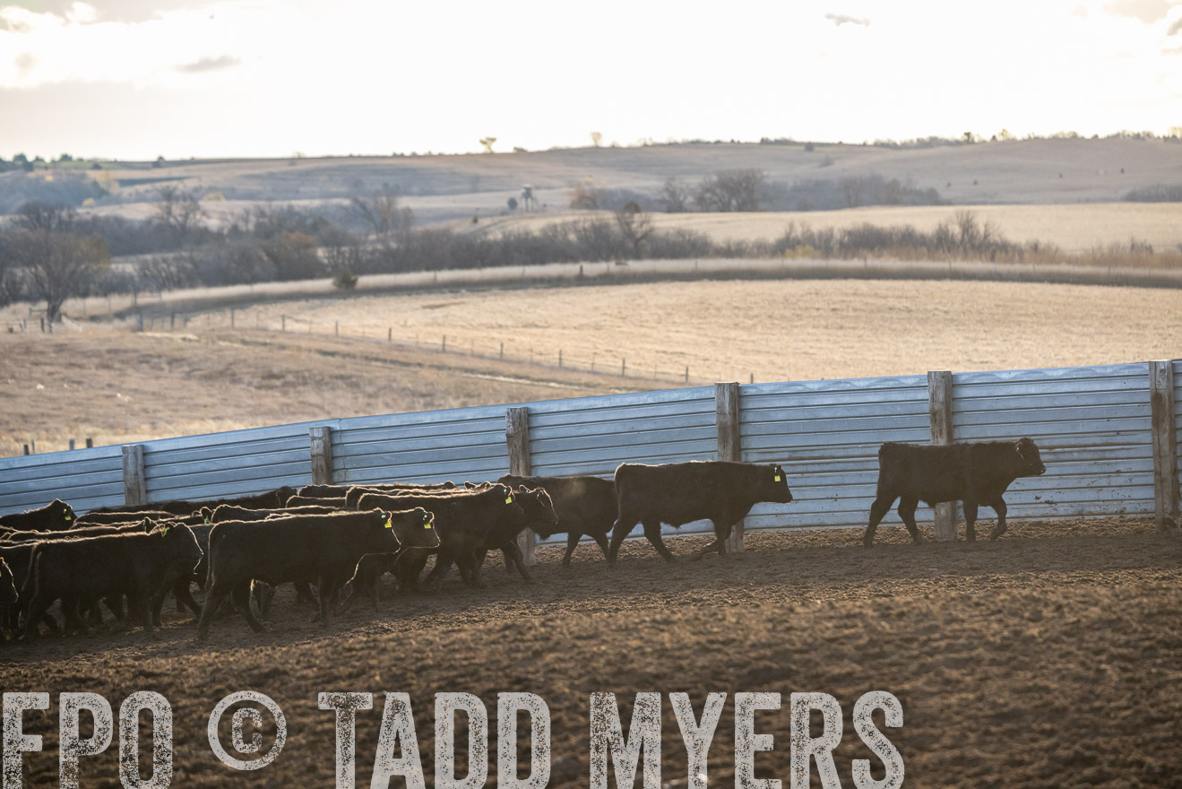 TMyers_PP_LazyJRanch_BurkeSD_Nov2024-524063