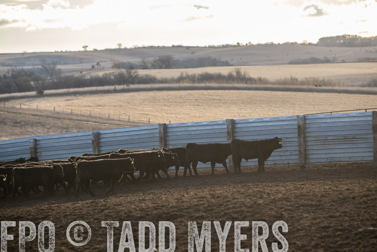 TMyers_PP_LazyJRanch_BurkeSD_Nov2024-524066
